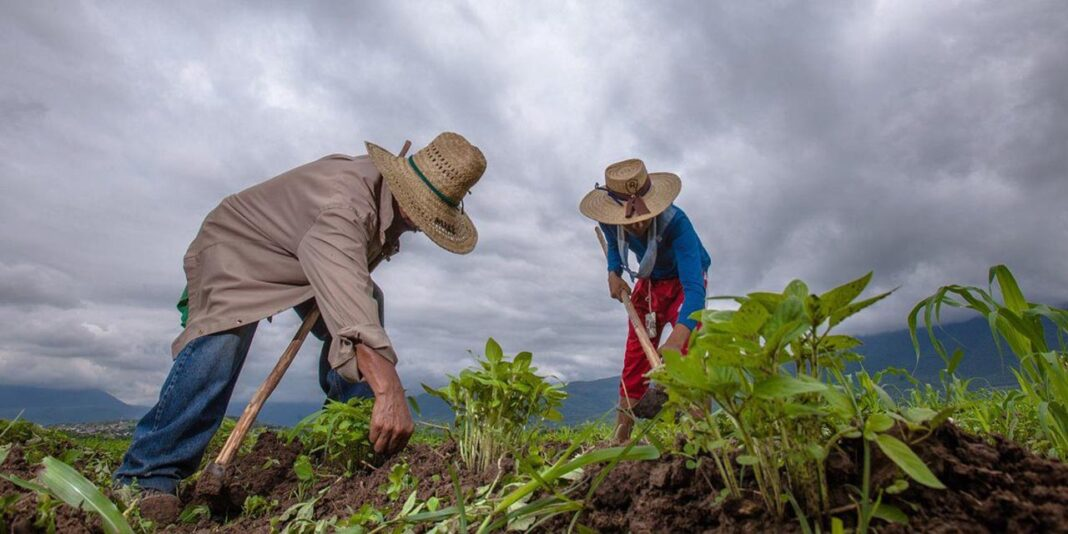 La 4T se centra en los pequeños y medianos agricultores