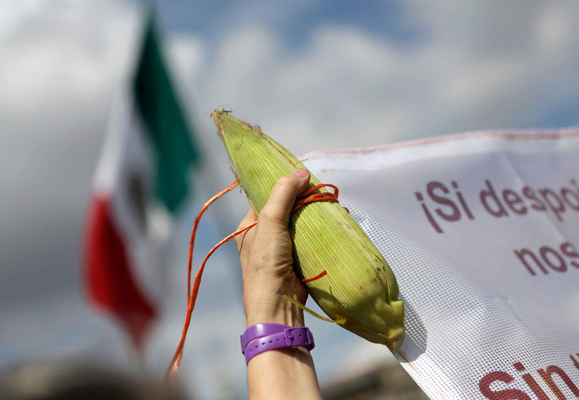 Prohíbe México maíz transgénico en consumo humano