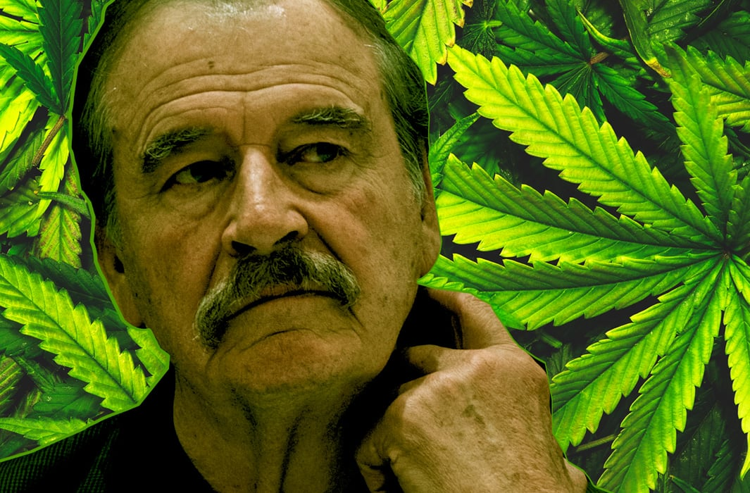 AMLO revela que se investiga por qué Cofepris regaló 63 concesiones de cannabis a Fox y su familia, días antes de la salida de EPN