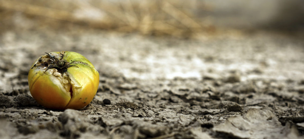 Cambio climático y la crisis alimentaria