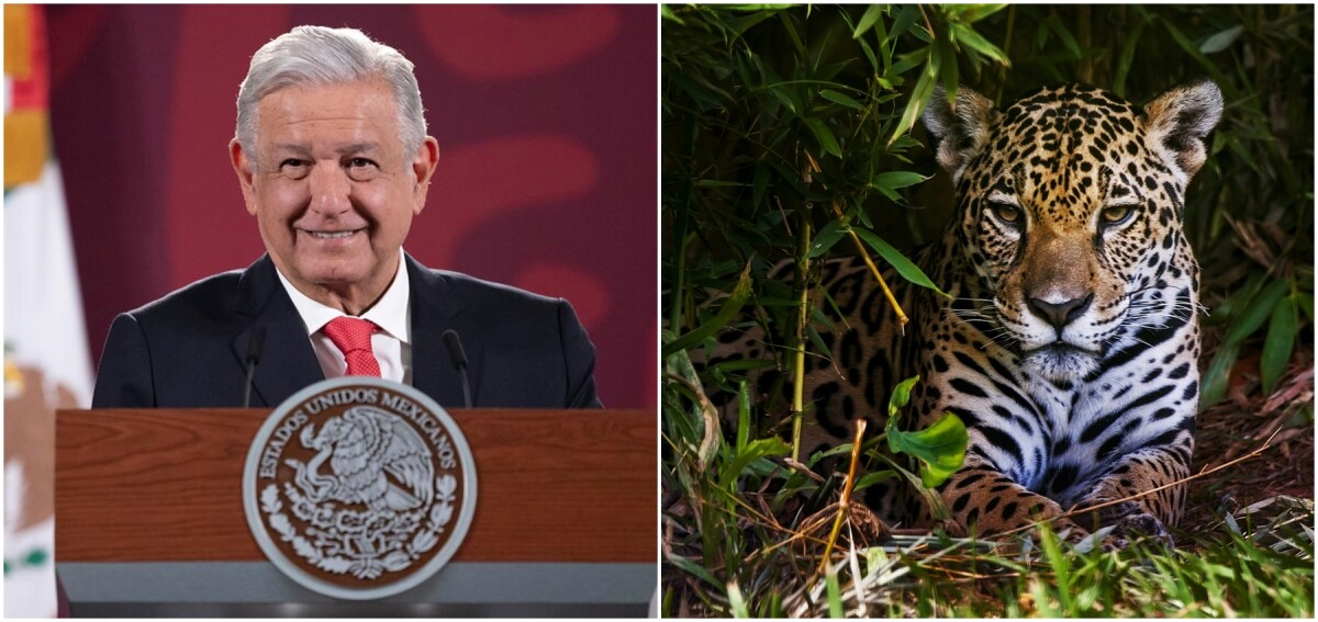 Iniciativas Constitucionales de AMLO para protección animal y el ambiente