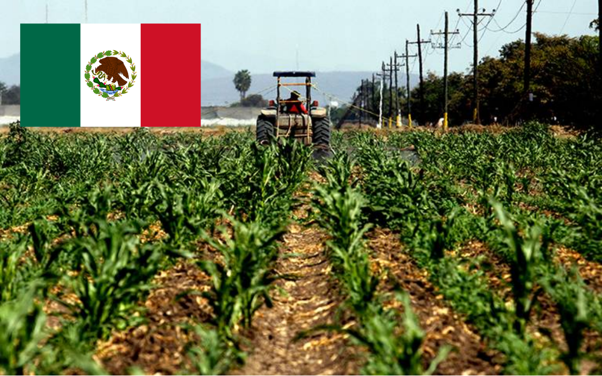 México tiene los elementos necesarios para consolidar una política alimentaria: Morena en el Senado